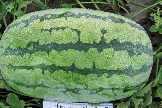 西瓜只为夏天而生吗？