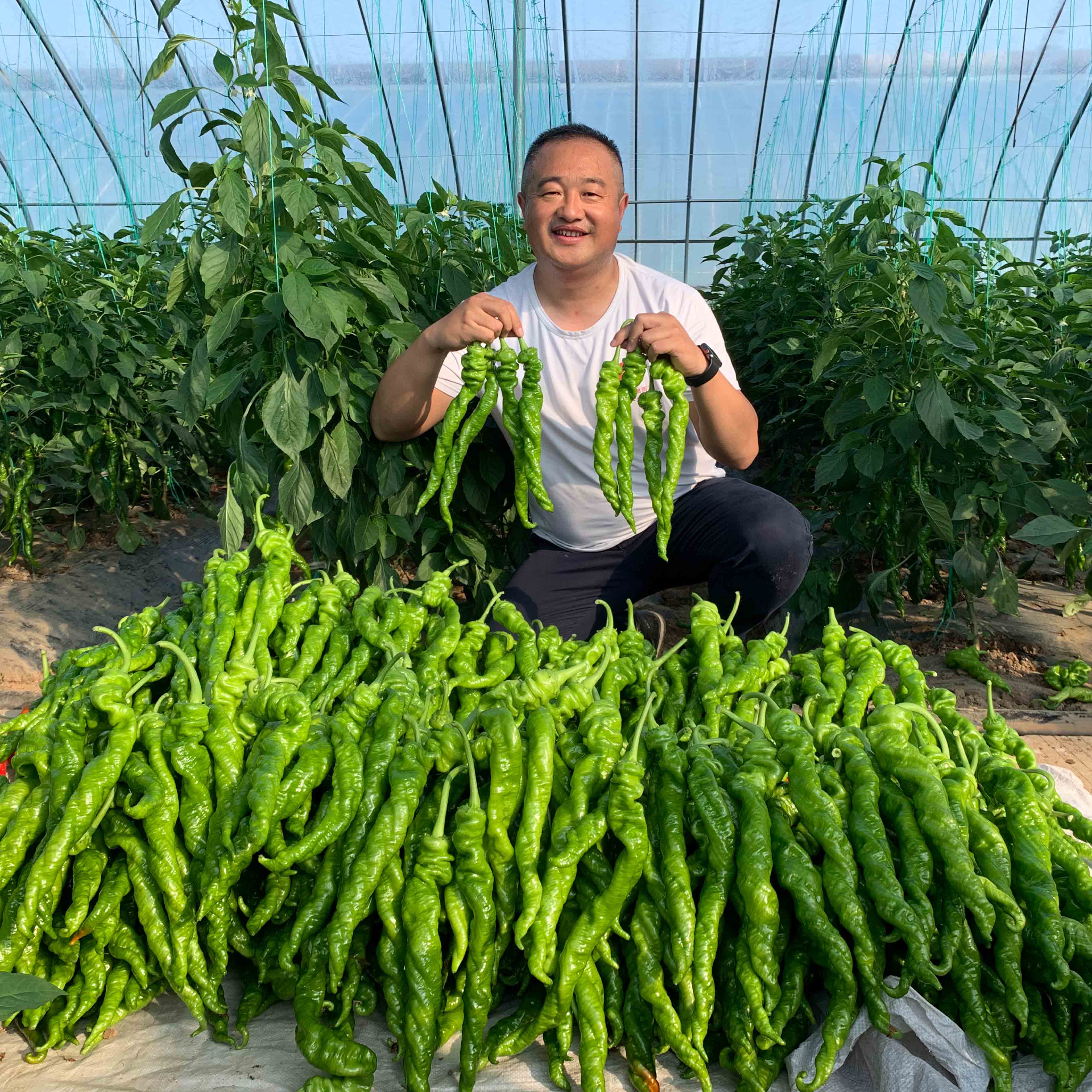 bb贝博艾弗森官方网站大ma花