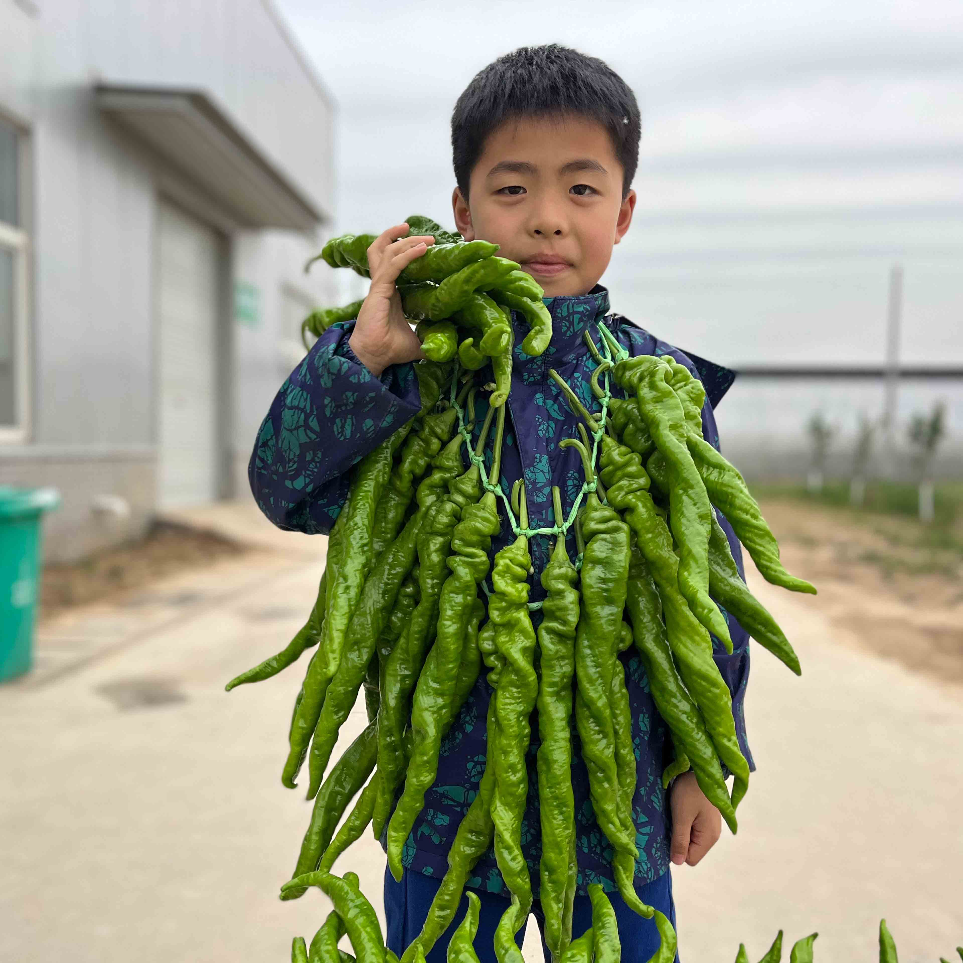 bb贝博艾弗森官方网站大ma花