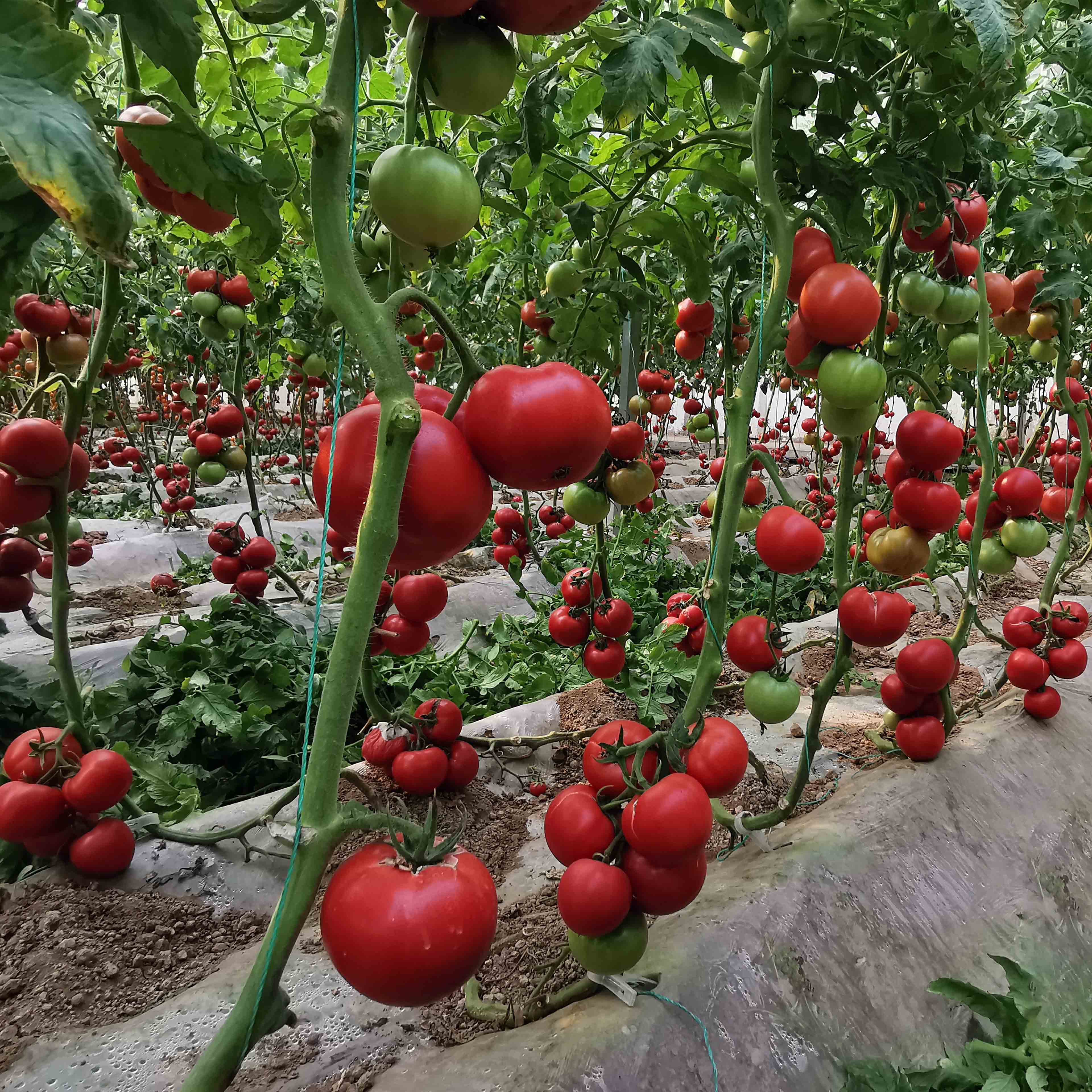 bb贝博艾弗森官方网站优五