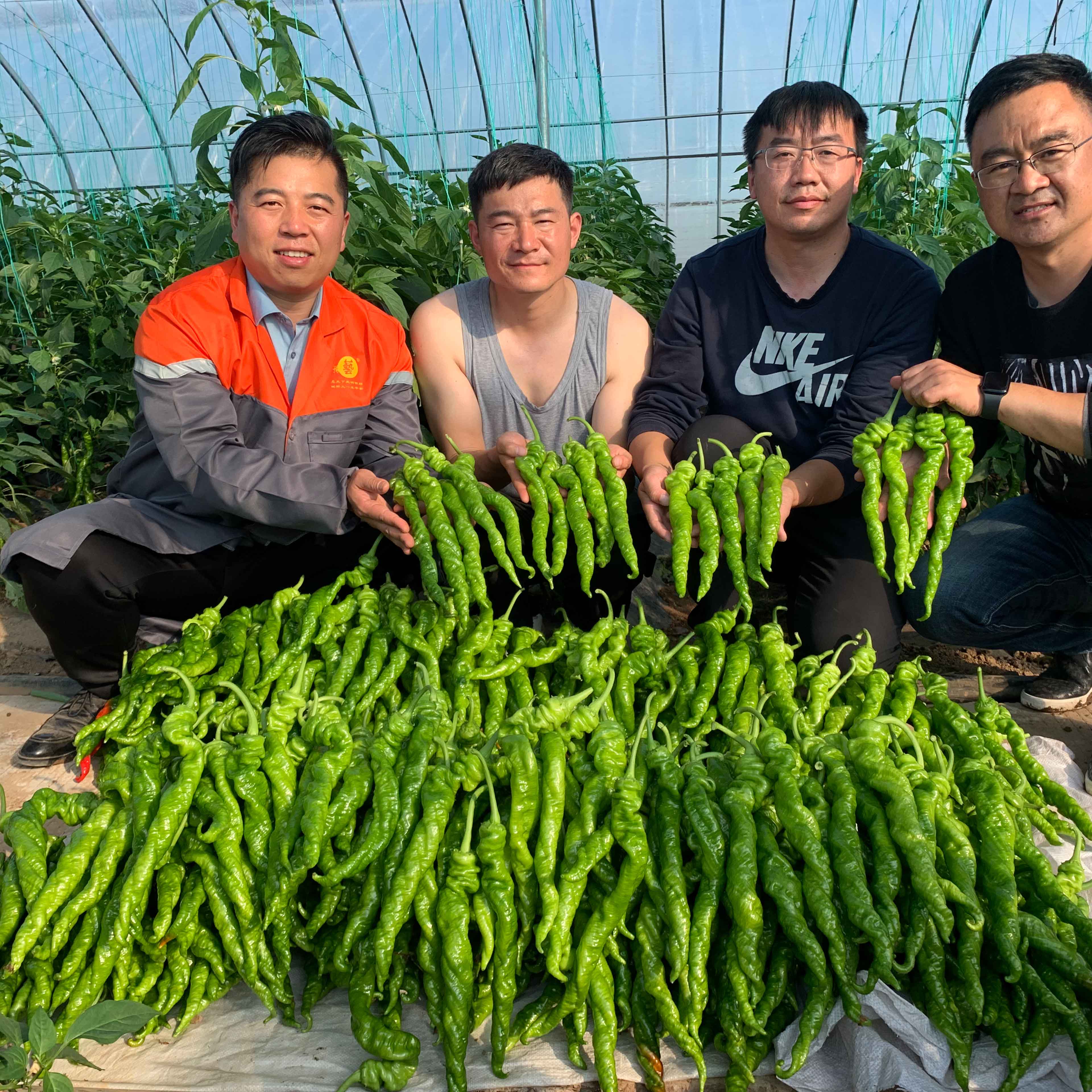 bb贝博艾弗森官方网站大 麻花