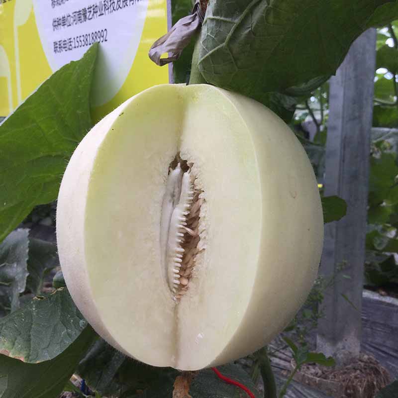 bb贝博艾弗森官方网站白富美甜瓜
