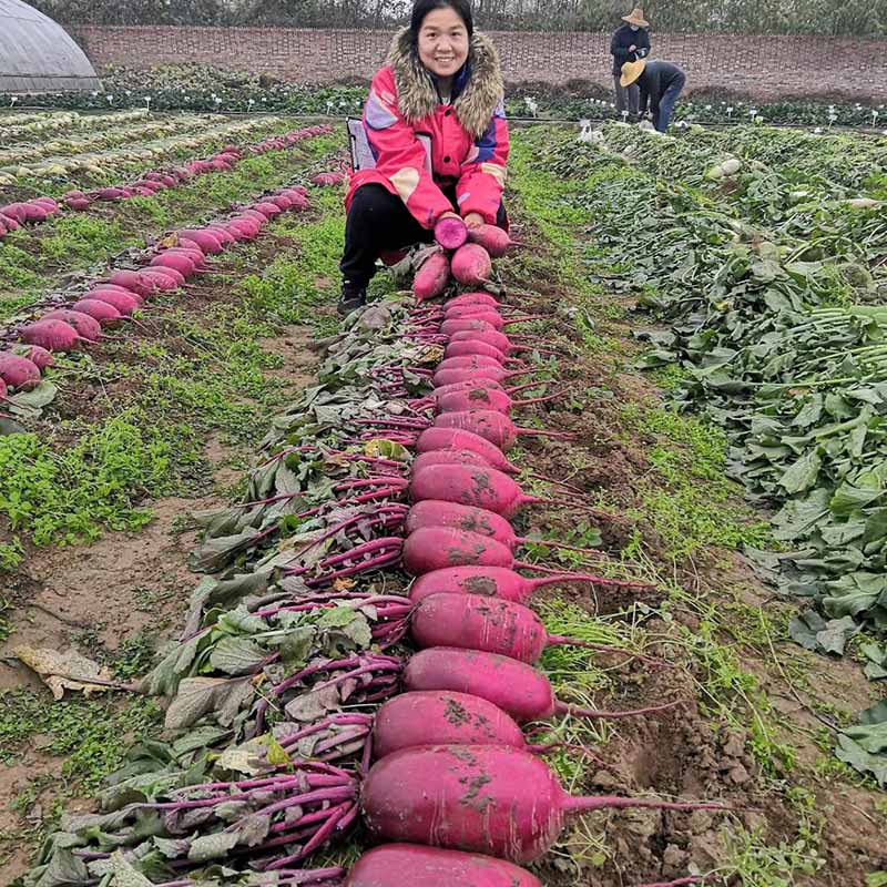 bb贝博艾弗森官方网站火龙果