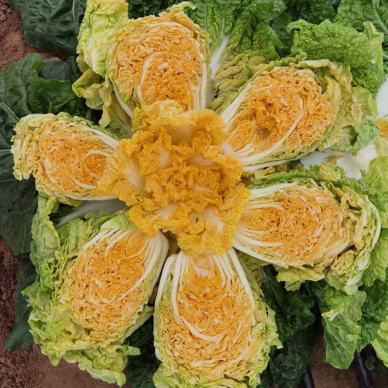 龙芽皇二号