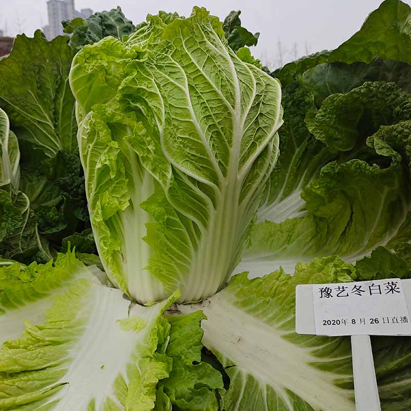 bb贝博艾弗森官方网站冬白菜