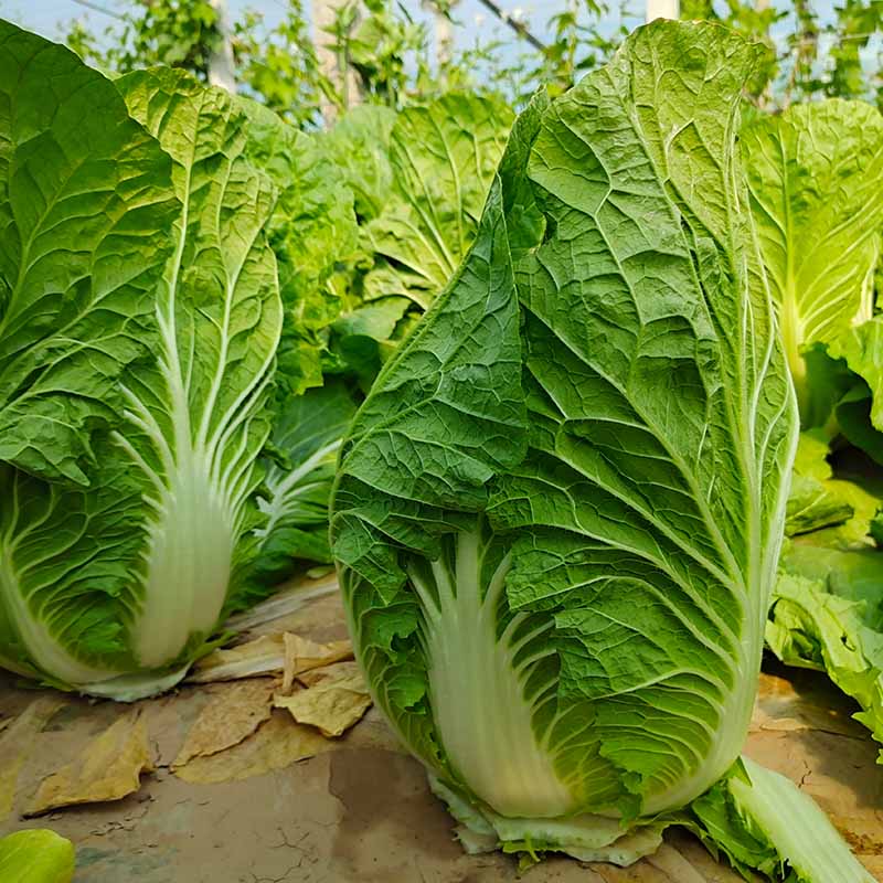 bb贝博艾弗森官方网站迎春白菜