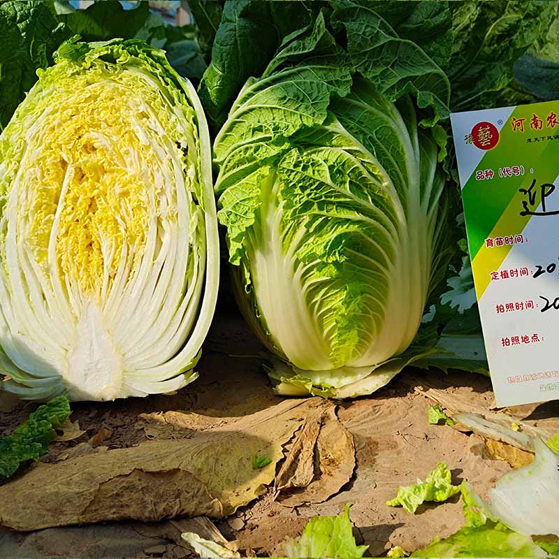 bb贝博艾弗森官方网站迎春白菜