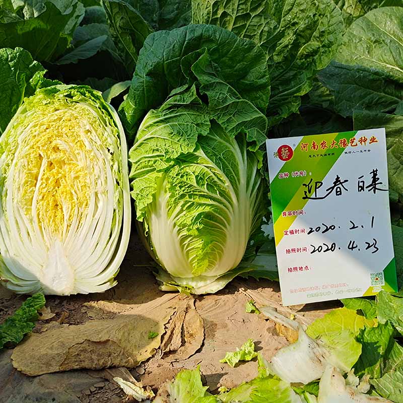 bb贝博艾弗森官方网站迎春白菜