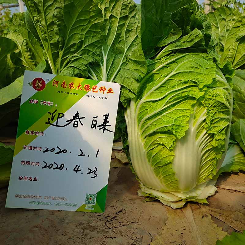 bb贝博艾弗森官方网站迎春白菜